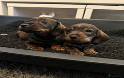 Dachshund dogs for sale: Wire haired daschund pups in Saltburn-by-the-Sea - Image 5