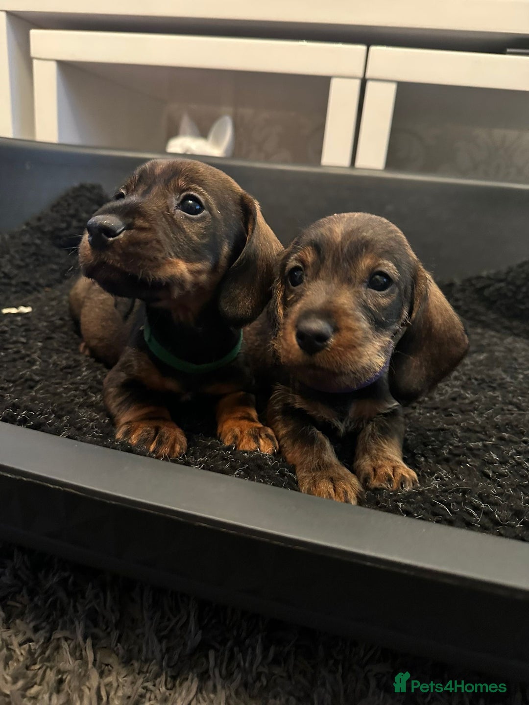Dachshund dogs for sale: Wire haired daschund pups in Saltburn-by-the-Sea - Image 5