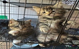 Mixed Breed cats for sale: 2 1/2 Bengal boys left  - Image 18