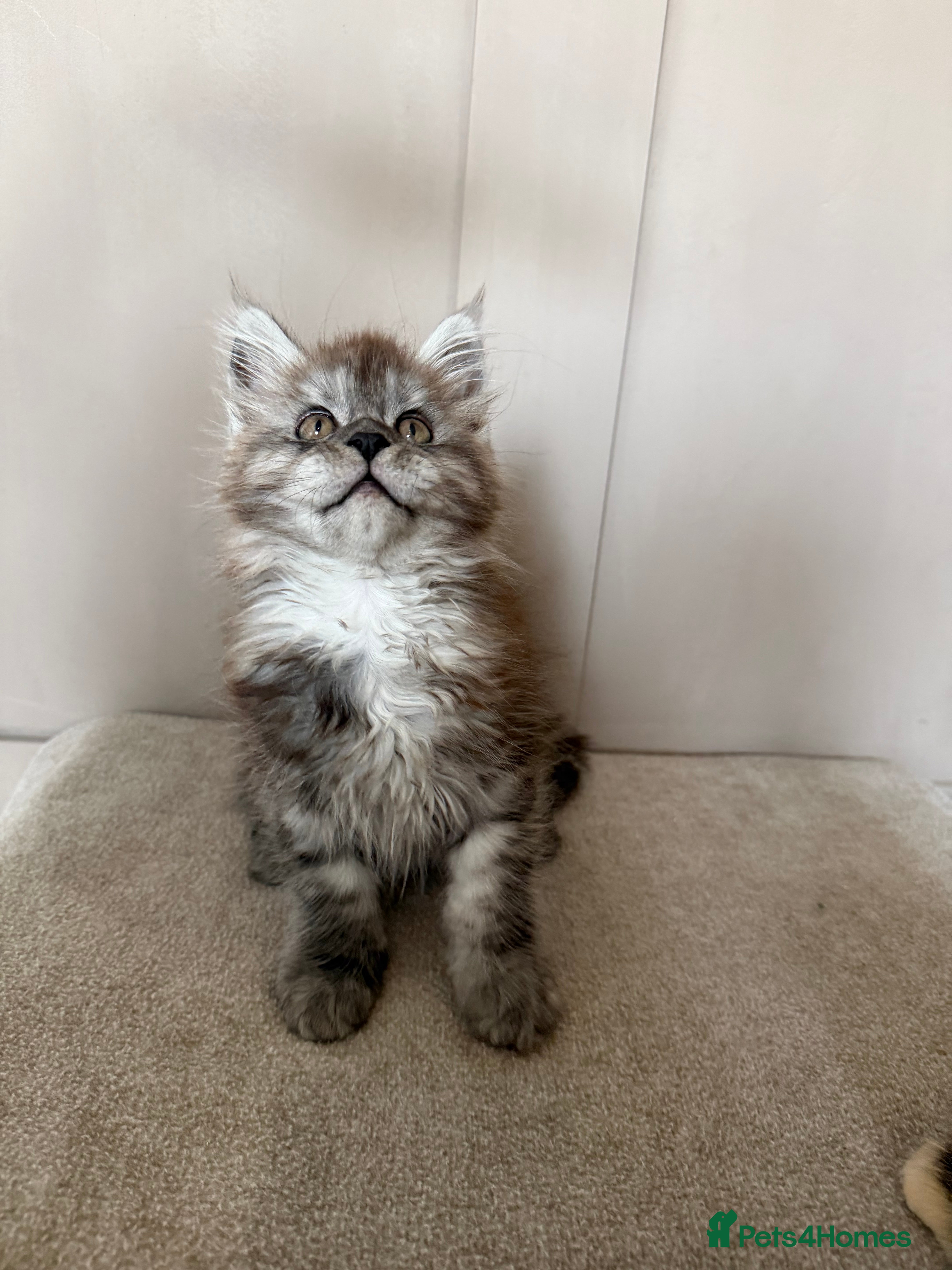 Maine Coon cats ⭐️TICA MAINECOON KITTEN’S⭐️🏆 - Advert 1