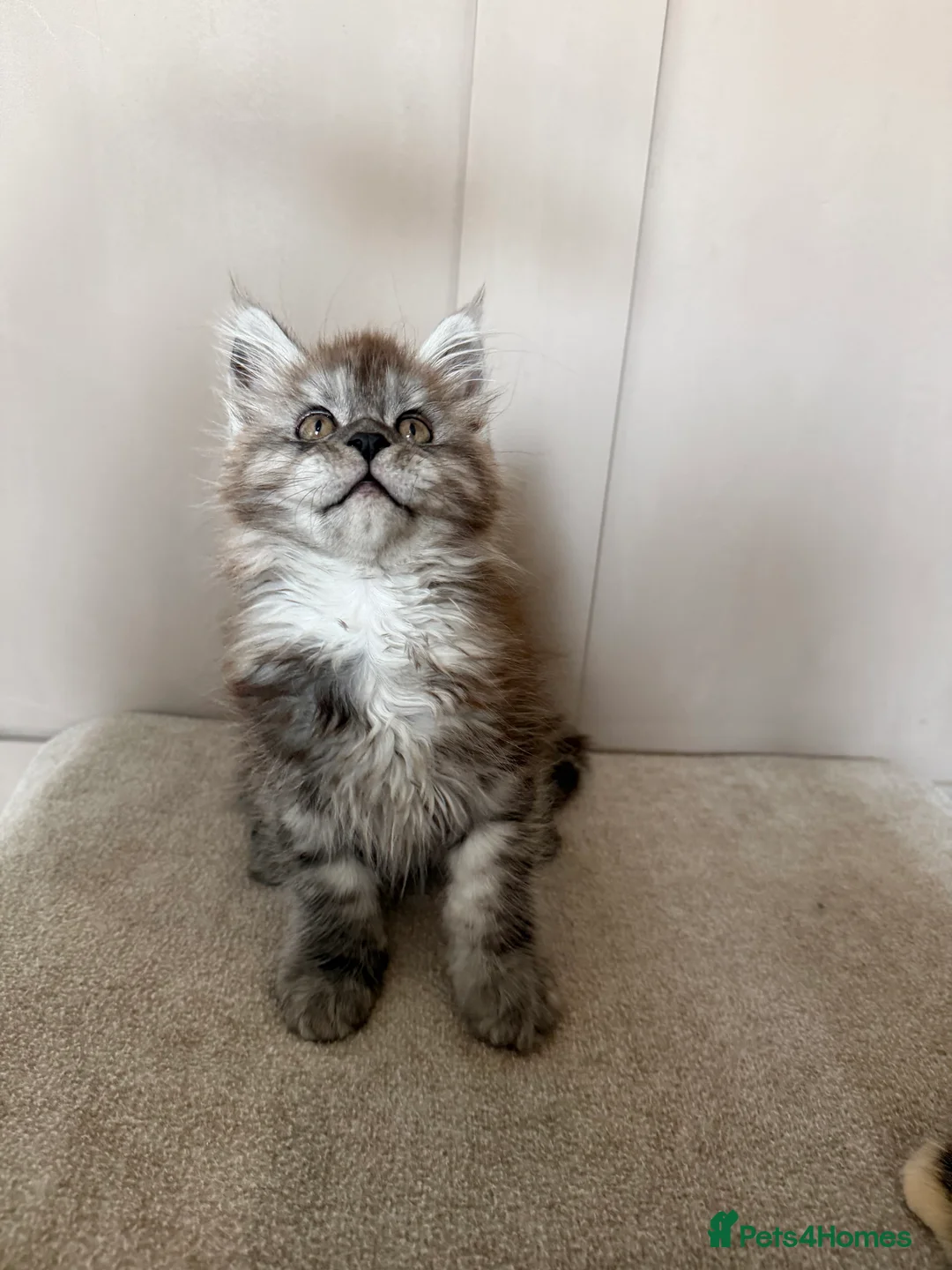 Maine Coon cats for sale: ⭐️TICA MAINECOON KITTEN’S⭐️🏆 - Advert 1