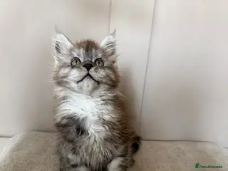 Maine Coon cats ⭐️TICA MAINECOON KITTEN’S⭐️🏆 - Advert 4