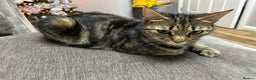 Mixed Breed cats for sale: Kittens - Advert 4