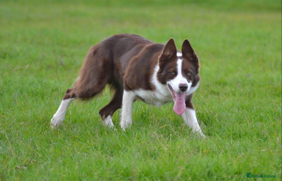 Border Collie dogs for stud: Red & white border collie Stud  - Image 1
