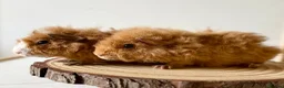 Guinea Pig rodents for sale: 3 boars  - Advert 6