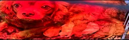 Cavalier King Charles Spaniel dogs for sale: ** DNA 🧬 PRA CLEAR CAVALIER KING CHARLES PUPPIES  - Advert 8