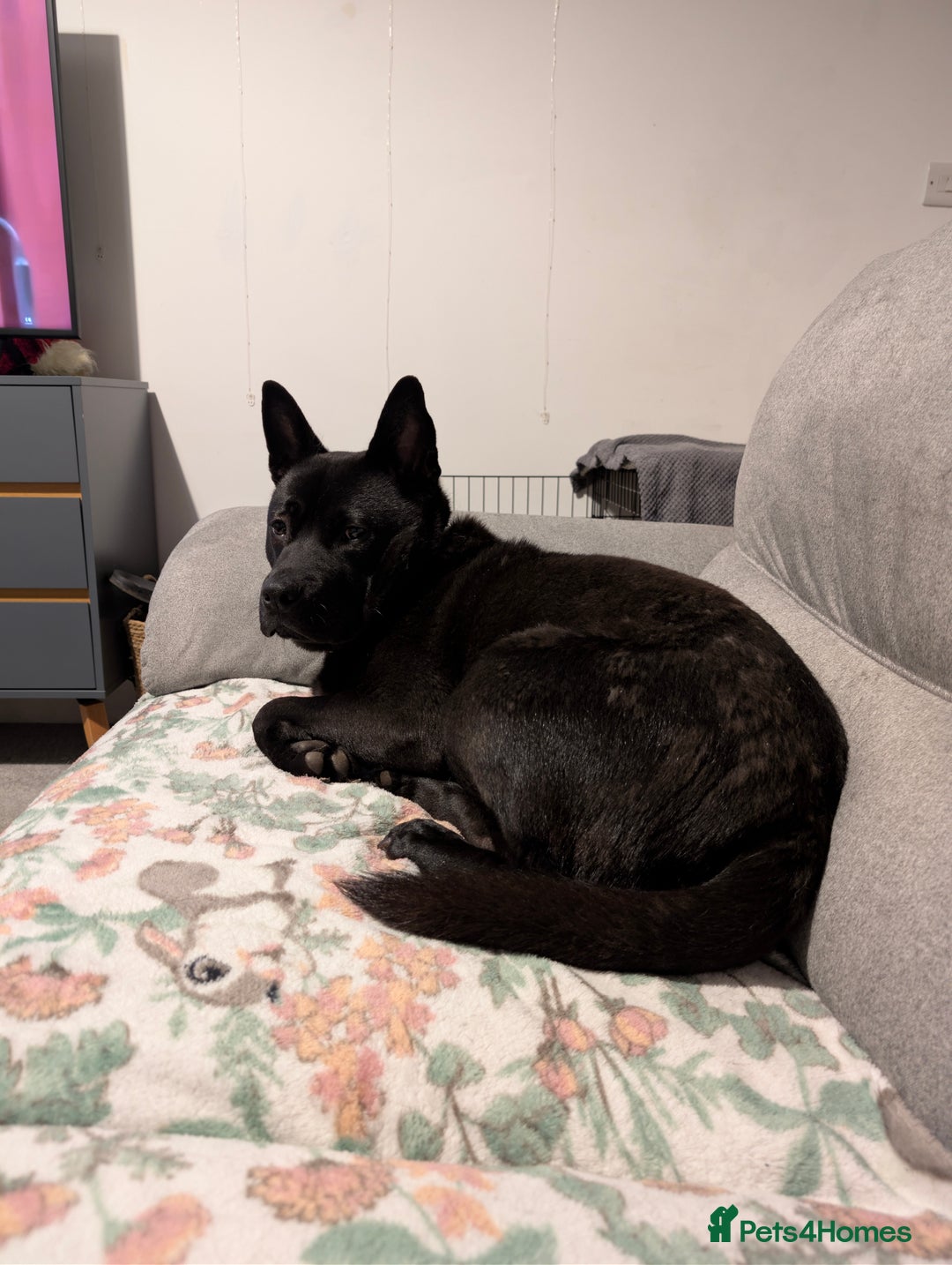 Mixed Breed dogs for sale: Raine - Advert 4