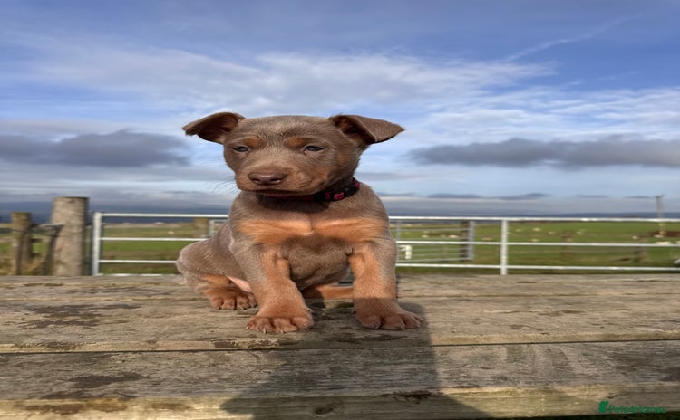 Australian Kelpie dogs - Advert 1