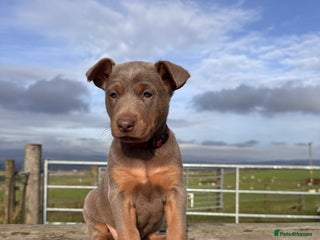 Australian Kelpie dogs - Advert 35