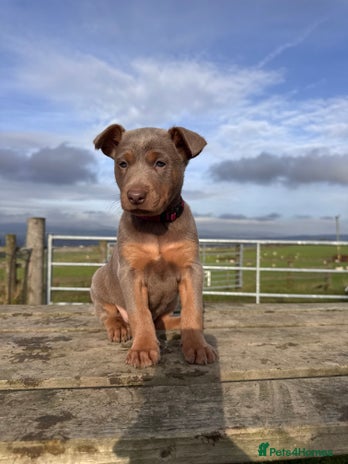 Australian Kelpie dogs - Advert 1