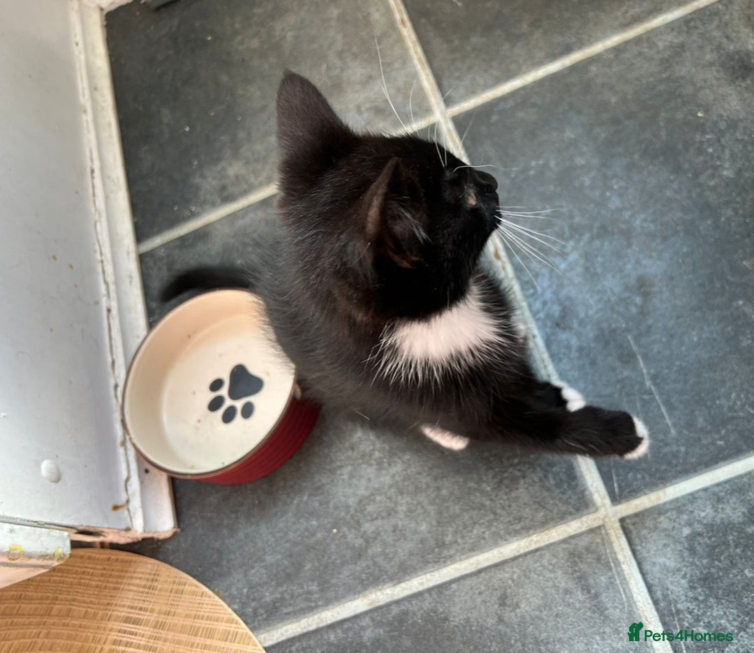 British Longhair cats for sale: Mixed breed kittens long hair Ready now! in Sevenoaks - Image 14
