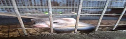Ferret rodents for sale: Ferrets  - Advert 8