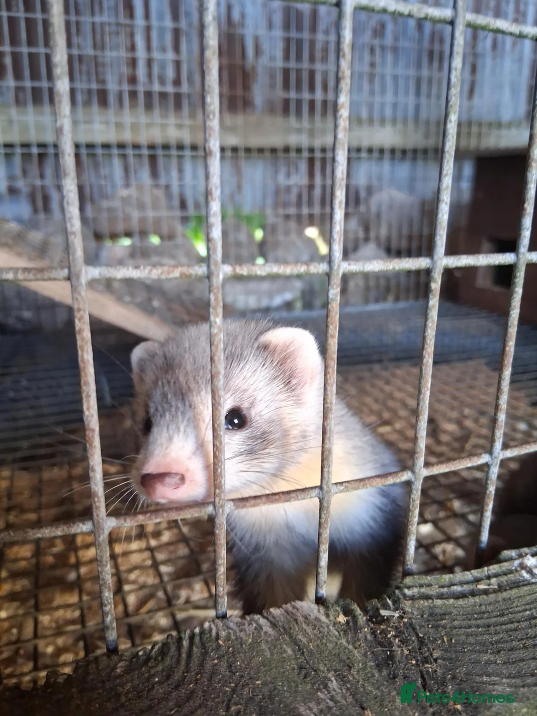 Ferret rodents for sale: Ferrets  - Advert 8