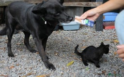 Mixed Breed dogs for adoption: 💖🐶 MARY 🐶💖 - Image 22