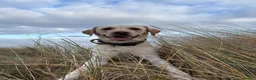 Labrador Retriever dogs for stud: White Labrador stud in Morpeth - Advert 3