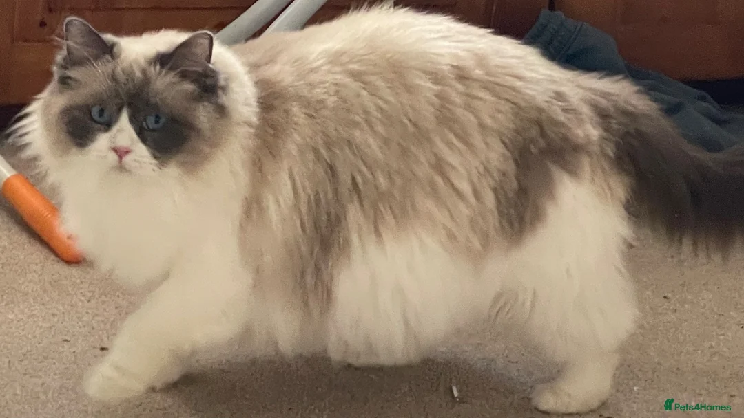 Ragdoll cats for sale: 😻GCCF Pedigree Kittens Luxury, Beauty&Exceptional - Advert 1