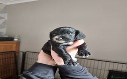 Cocker Spaniel dogs for sale: Boy cocker spaniel  - Image 10