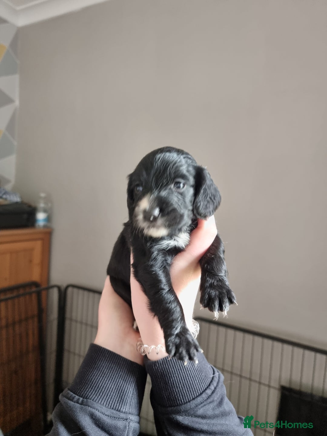 Cocker Spaniel dogs for sale: Boy cocker spaniel  - Image 10