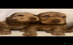 Cocker Spaniel dogs for stud: Show cocker health tested stud CHOCOLATE SABLE in Brentwood - Advert 21