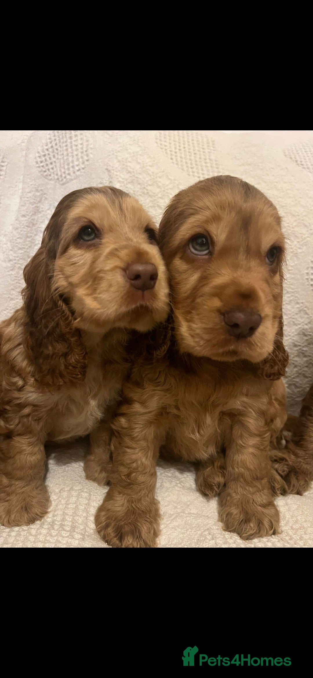 Cocker Spaniel dogs for stud: Show cocker health tested stud CHOCOLATE SABLE in Brentwood - Advert 21