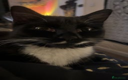 Mixed Breed cats for sale: Beautiful long haired brown & white female cat - Advert 6