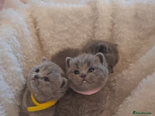 British Shorthair cats GCCF registered BSH 3 lilac 3 blue kittens - Advert 5