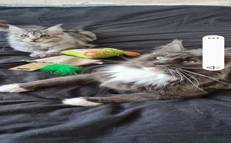 Maine Coon cats - Advert 16