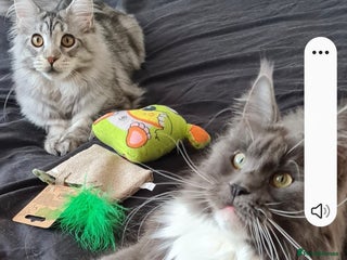 Maine Coon cats - Advert 19