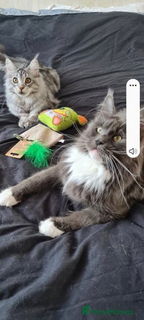 Maine Coon cats - Advert 15