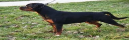 Rottweiler dogs for sale: Rottweiler puppies from imported parents  - Advert 3