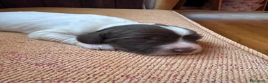Flynn