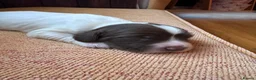 English Springer Spaniel dogs for sale: Beautiful Liver & White Springer Spaniel Puppies - Advert 6