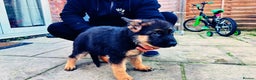 German Shepherd dogs for sale: German Shepherd Puppies for Sale — Only 4 Left! - Advert 6