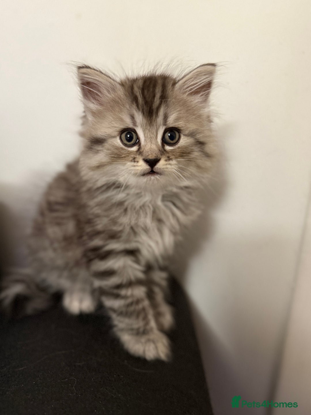 Persian cats for sale: PersianBSH silver, ginger & dark silver kittens 🩷 - Advert 20