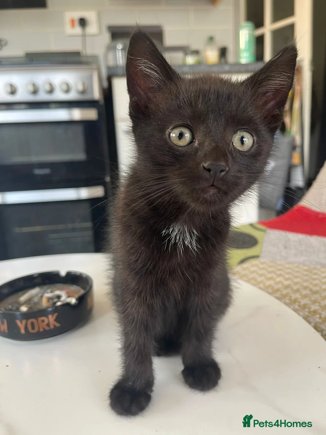 Mixed Breed cats for sale: 3 gorgeous kittens  - Advert 2