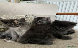 Maine Coon cats for sale: Stunning championship Maine coons for sale - Image 1