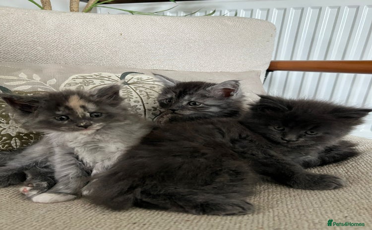 Maine Coon cats - Advert 4