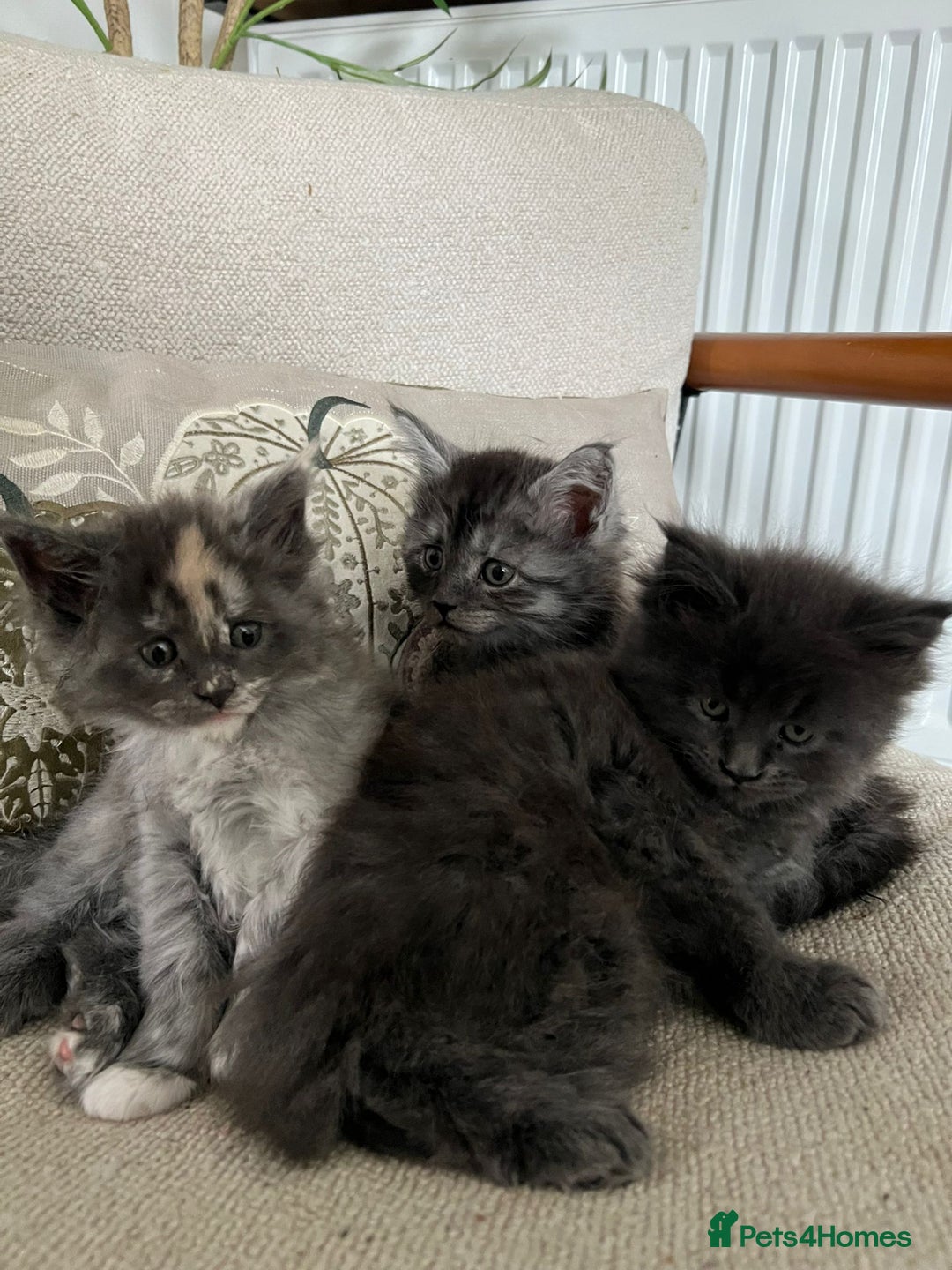 Maine Coon cats for sale: Stunning championship Maine coons for sale - Image 1