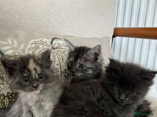 Maine Coon cats - Advert 11