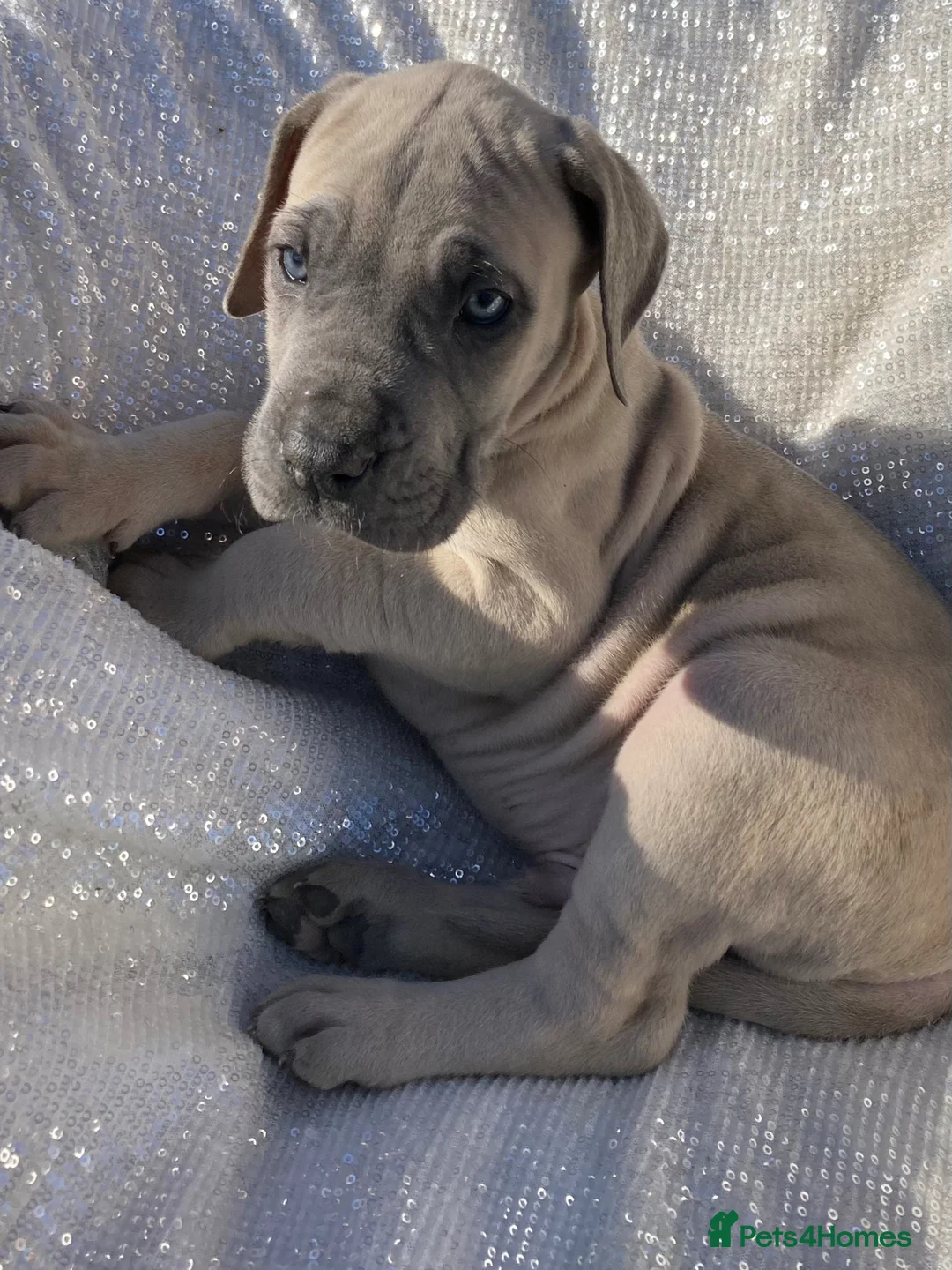 Great Dane dogs for sale: Great Dane puppies - Advert 1