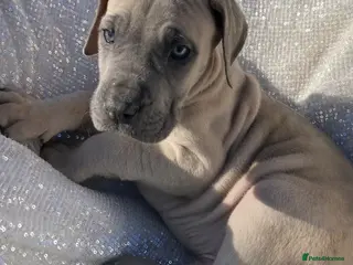 Great Dane dogs Great Dane puppies - Advert 11