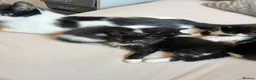 Mixed Breed cats for sale: Kittens For Sale! - Advert 6