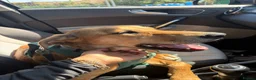 Mixed Breed dogs for sale: Saluki x Greyhound   - Advert 1