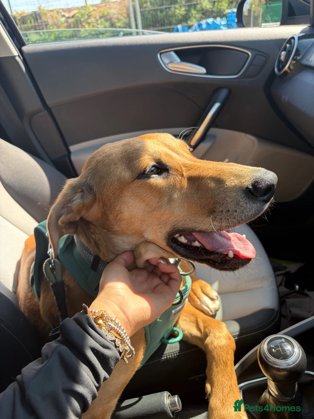 Mixed Breed dogs for sale: Saluki x Greyhound   - Advert 1