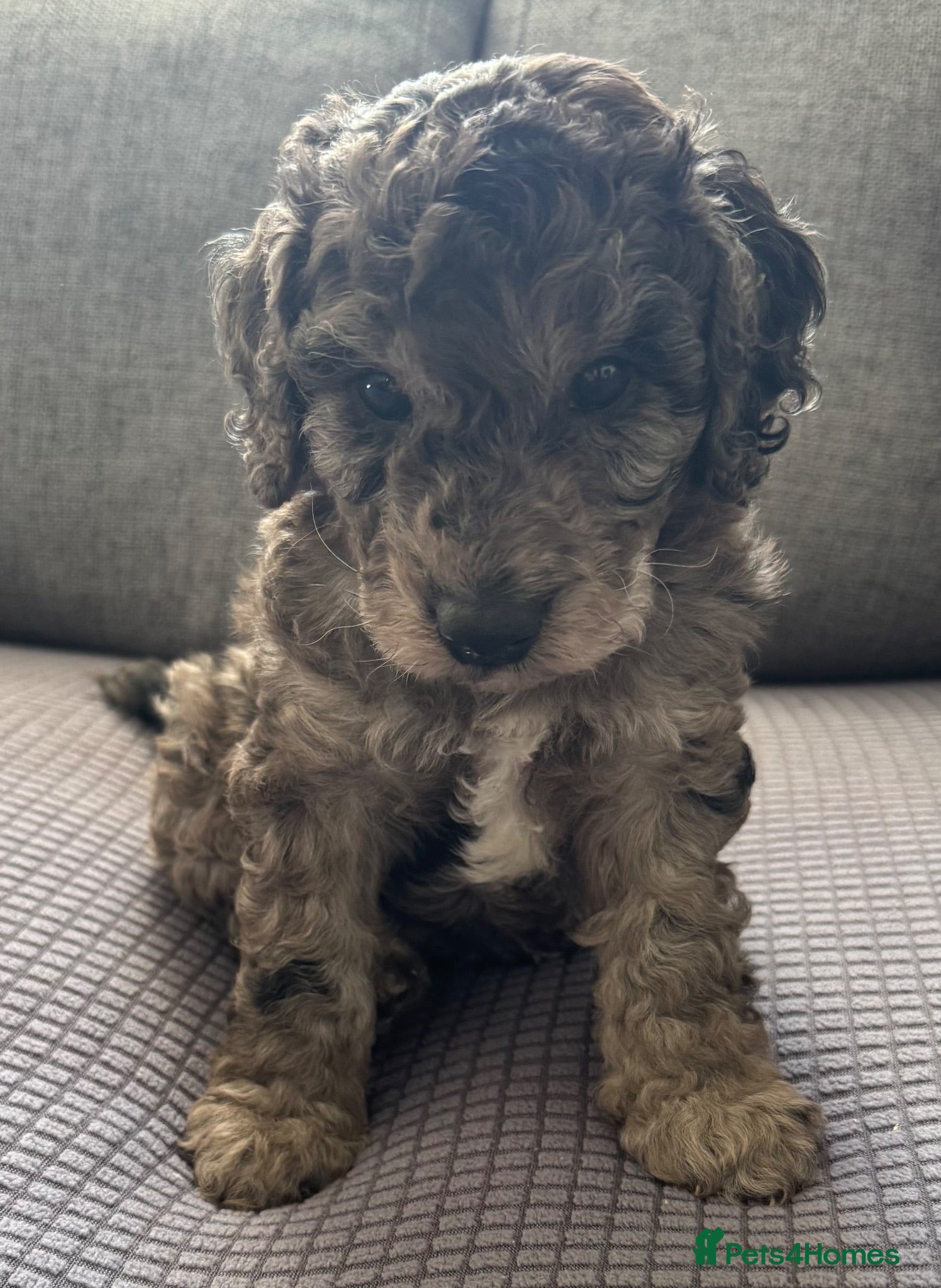 Cockapoo dogs Gorgeous Merle Cockapoo Puppies FB1 - Advert 18