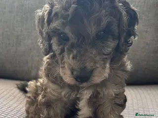 Cockapoo dogs Gorgeous Merle Cockapoo Puppies FB1 - Advert 18
