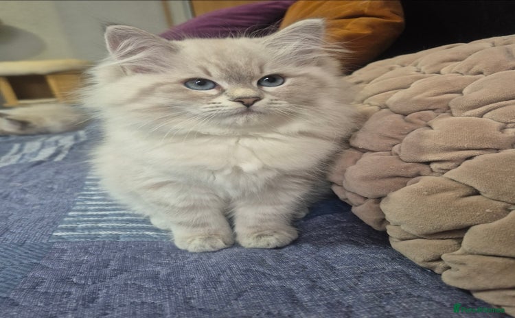 Siberian cats - Advert 3