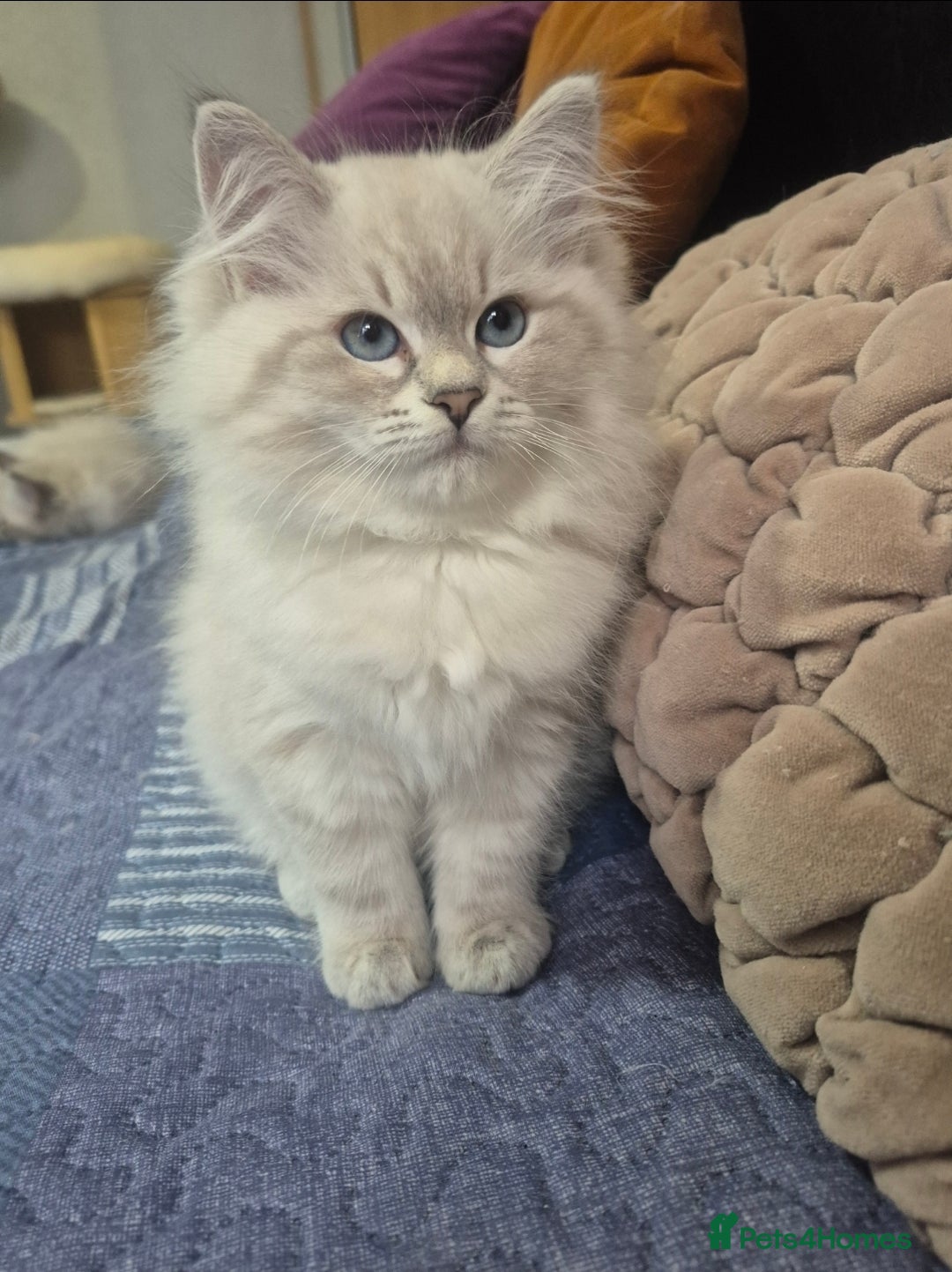 Siberian cats for sale: Pedigree girl and boy availiable - Image 2