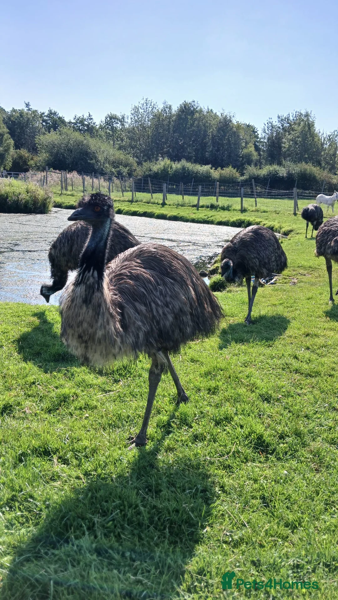 Emus poultry for sale: Emu hatching eggs for sale  - Advert 2