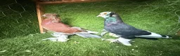 Pigeons birds for sale: Premium Breeding Pigeons Top Quality Pairs Availab - Advert 22